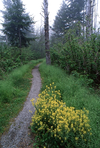Richland Balsam summit trail