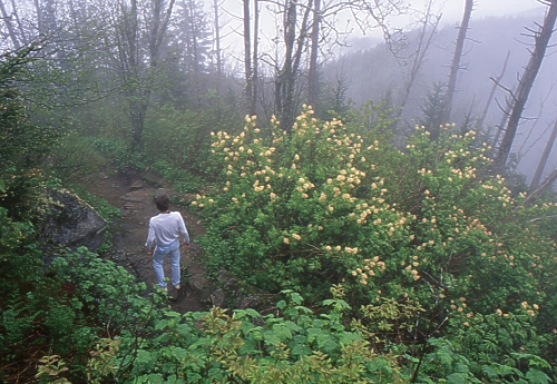 Waterrock Knob summit
