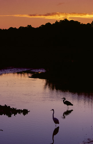 Egrets, Huntington Beach, South Carolina